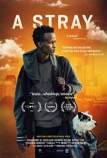 A Stray 2016