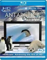 Антарктика — Дикая жизнь на льду 2006
