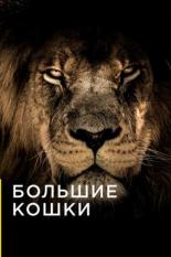 Большие кошки (2016)