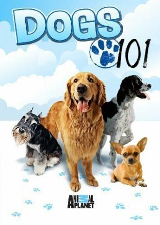 Введение в собаковедение (сериал 2008)