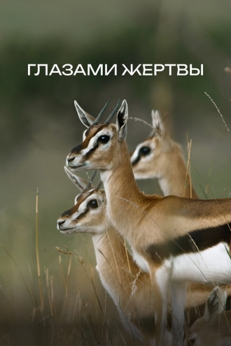Глазами жертвы (2019)