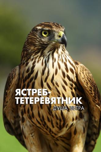 Ястреб-тетеревятник. Душа ветра (фильм 2009)