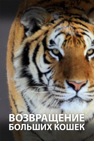 Возвращение больших кошек (2020)