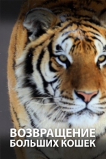 Возвращение больших кошек 2020