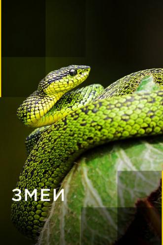 Змеи