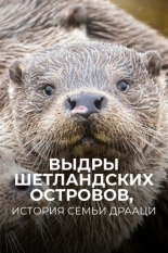 Выдры Шетландских островов, история семьи Драаци 2019
