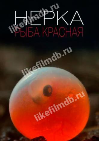 Нерка. Рыба красная (фильм 2020)