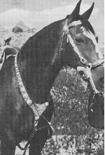 Чемпион