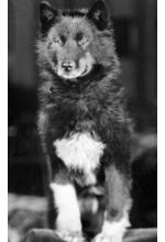 Balto