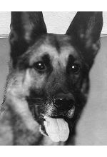 Strongheart the Dog