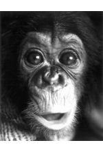 Nim Chimpsky