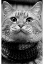 Bob the Cat