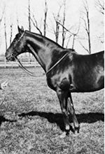 Man o' War