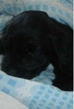 Tappancs the Dog