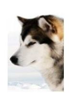 Ноубл