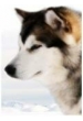 Ноубл