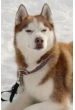 Ситка