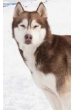 Флойд