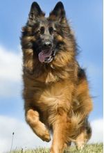 Kaiser
