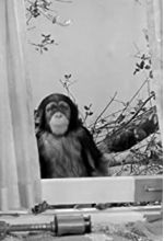 Judy the Chimpanzee