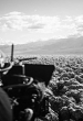 Мэтт Басс