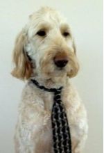 Оди Новик