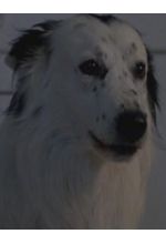 Джейк