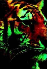 MacroTiger