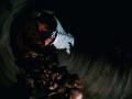 Фильмы триллеры про крыс